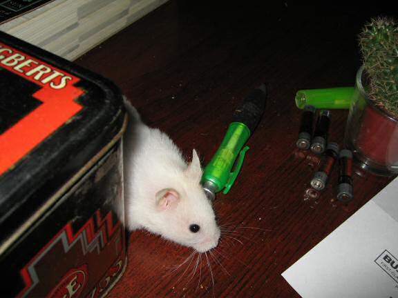 My hamster Lucy exploring all the stuff I put on the coffee-table.