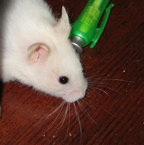 Previously unpublished photograph of my hamster Lucy (2.0).