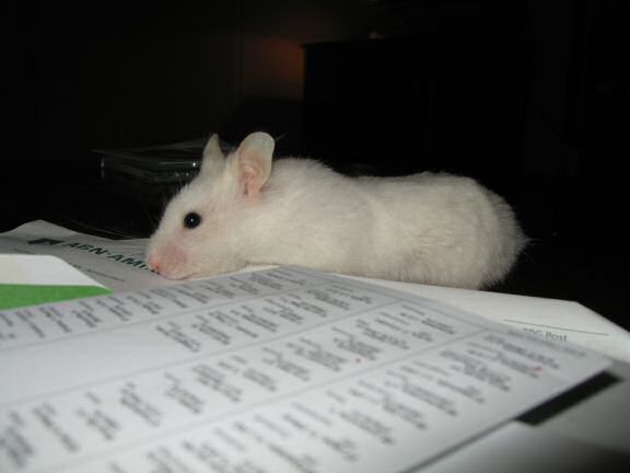 My hamster Lucy exploring the papers on my coffee-table!