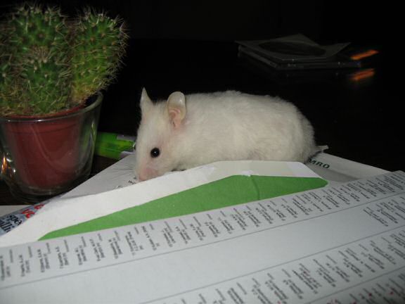 My hamster Lucy exploring the papers on my coffee-table!