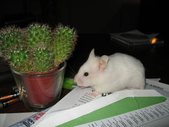 My hamster Lucy exploring the papers on my coffee-table!