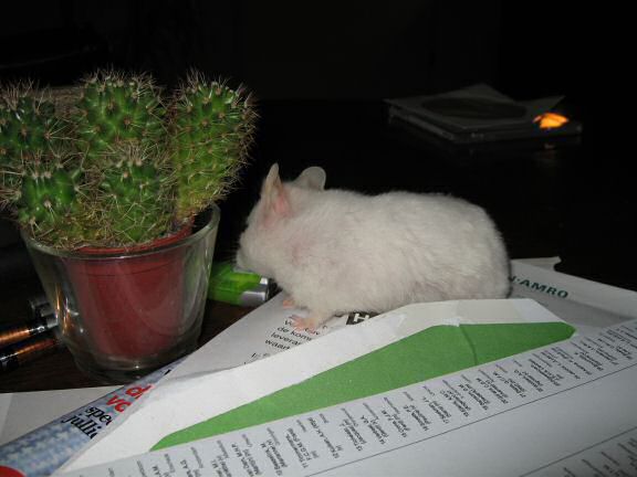 My hamster Lucy exploring the cactus on my coffee-table!