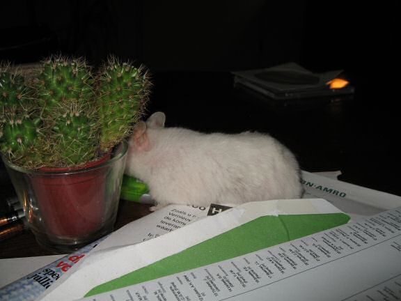 My hamster Lucy exploring the cactus on my coffee-table!