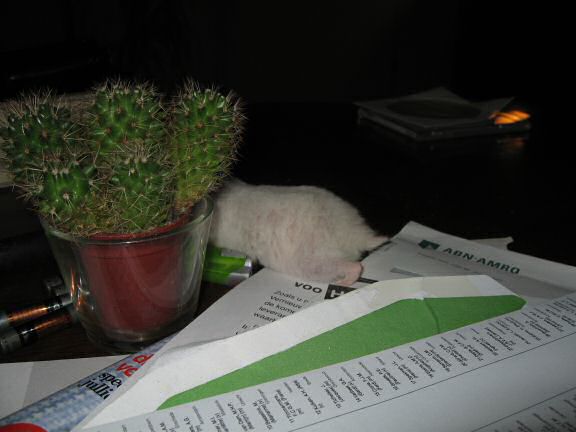 My hamster Lucy exploring the cactus on my coffee-table!
