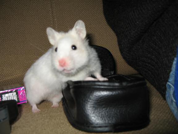 My hamster Lucy being cute on the couch!