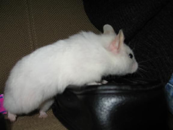 My hamster Lucy being cute on the couch!