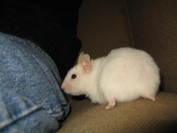 My hamster Lucy being cute on the couch!