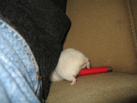 My hamster Lucy being cute on the couch!