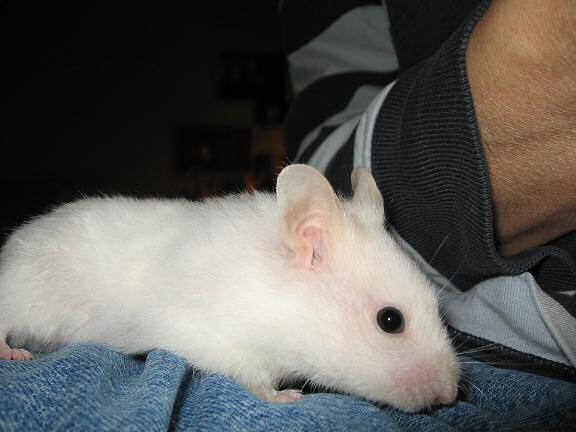 My hamster Lucy being cute on the couch!