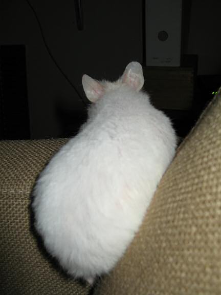 My hamster Lucy being cute on the couch!