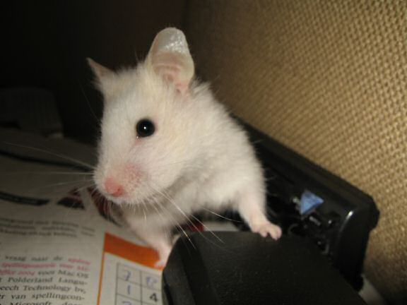 My hamster Lucy chattin' with me on the couch!