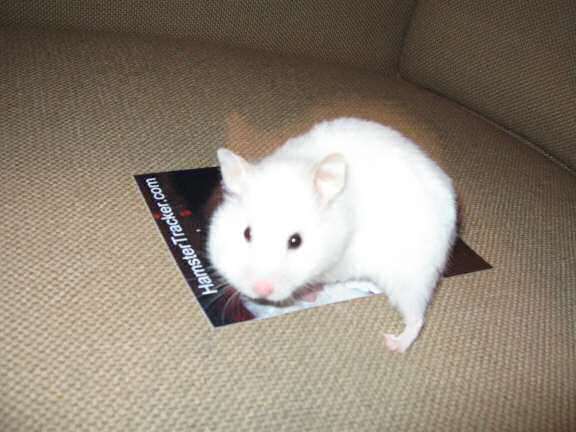 My hamster Lucy unveiling my newly designed Xmas card!