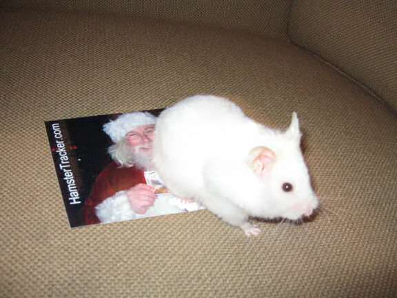 My hamster Lucy unveiling my newly designed Xmas card!