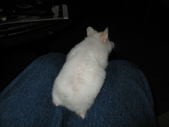 My hamster Lucy trying to let me know, that she wants to go on the coffee-table!