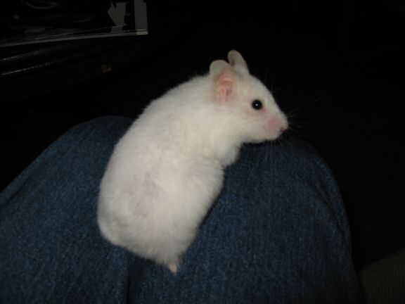 My hamster Lucy trying to let me know, that she wants to go on the coffee-table!