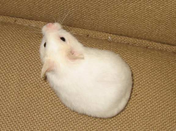 My hamster Lucy (almost) sitting in my hand like yesterday!