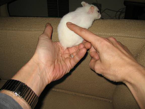 My hamster Lucy (almost) sitting in my hand like yesterday!