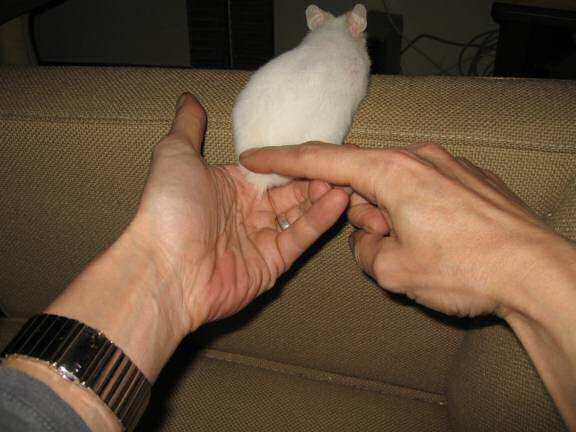 My hamster Lucy (almost) sitting in my hand like yesterday!