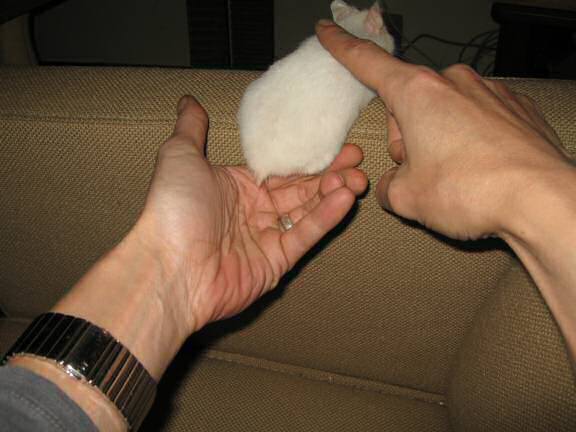 My hamster Lucy (almost) sitting in my hand like yesterday!