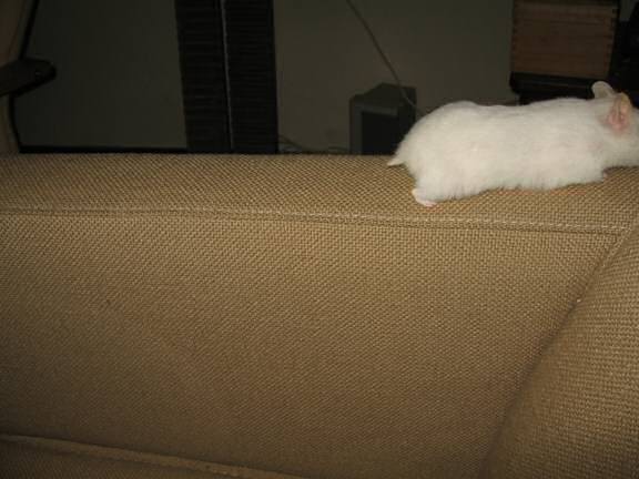 Previously unpublished photograph of my hamster Lucy (2.0).