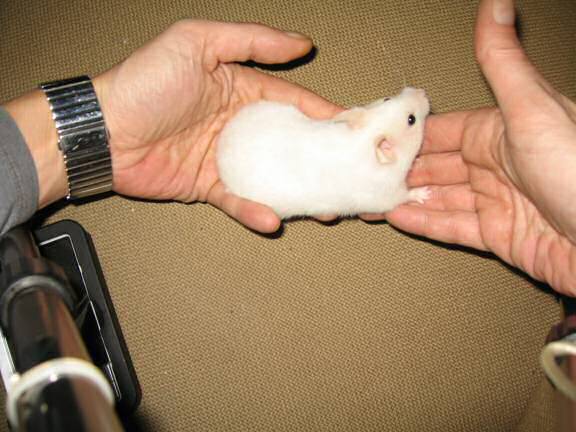 Previously unpublished photograph of my hamster Lucy (2.0).