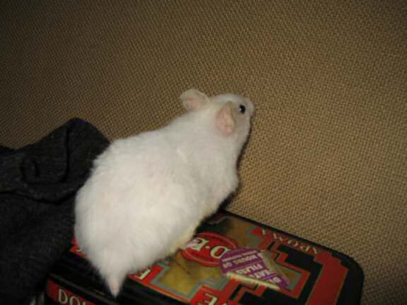 My hamster Lucy trying to score a Lucy Touchdown!