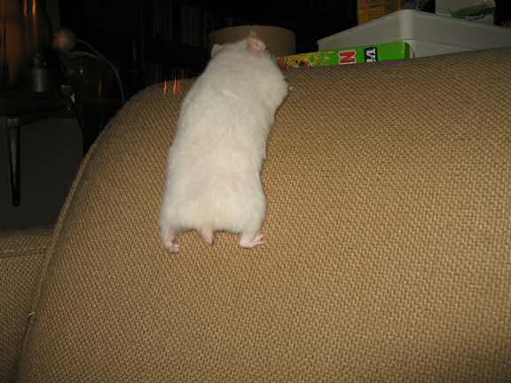 My hamster Lucy trying to score a Lucy Touchdown!