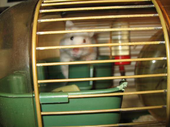 My hamster Lucy knows how to handle me.