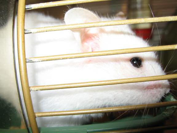 My hamster Lucy knows how to handle me.