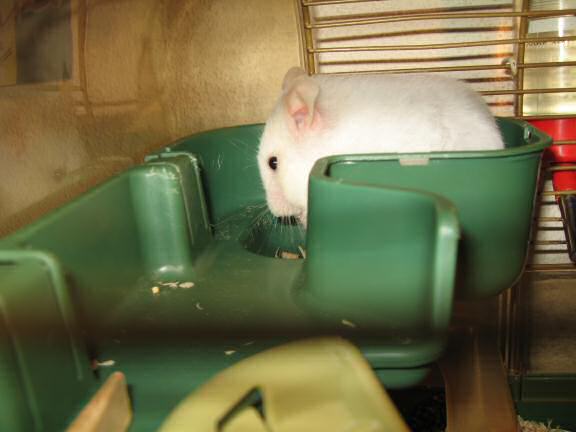 My hamster Lucy knows how to handle me.