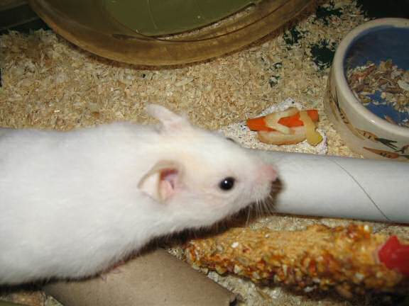 Serving my hamster Lucy a Veggie Hotdog.