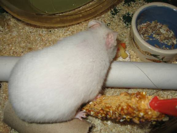 Serving my hamster Lucy a Veggie Hotdog.