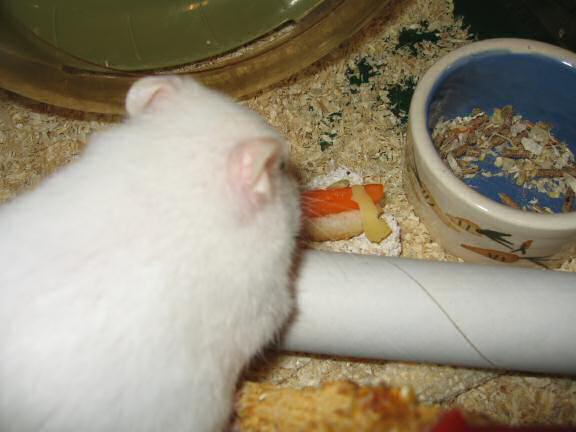 Serving my hamster Lucy a Veggie Hotdog.