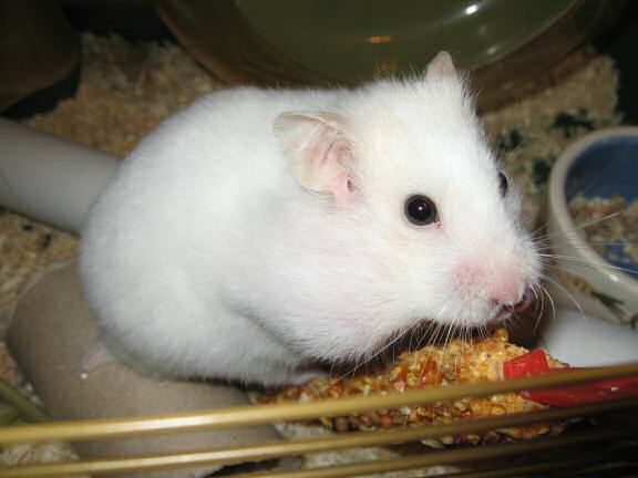 Serving my hamster Lucy a Veggie Hotdog.