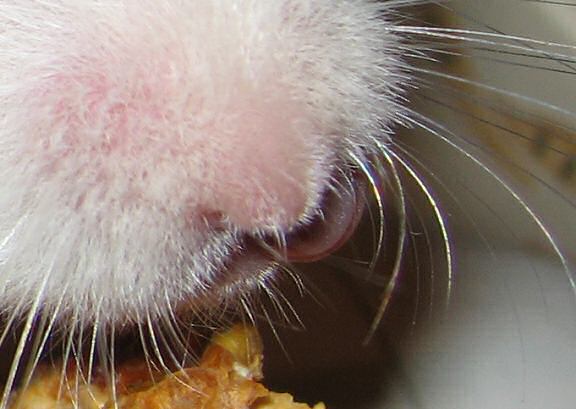 Serving my hamster Lucy a Veggie Hotdog SUPER ZOOMED.