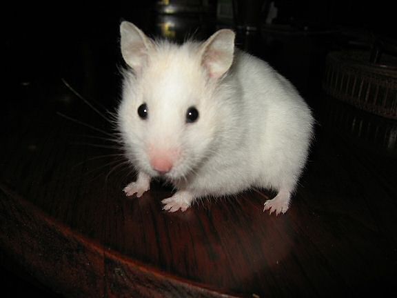 My hamster Lucy being cute on the coffee-table again.