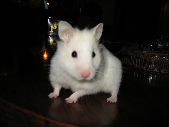 My hamster Lucy being cute on the coffee-table again.