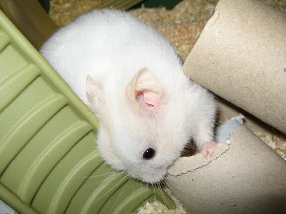 My hamster Lucy killing a TP-roll.