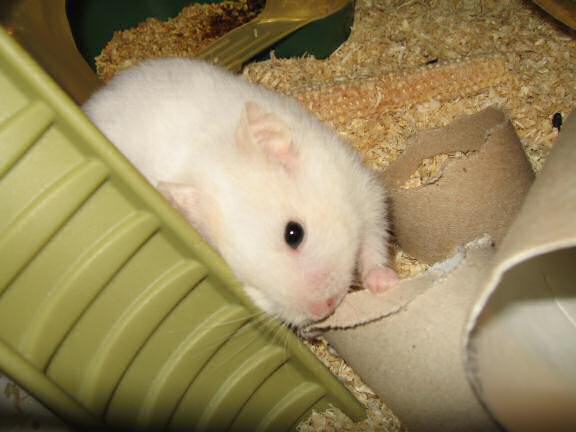 My hamster Lucy killing a TP-roll.