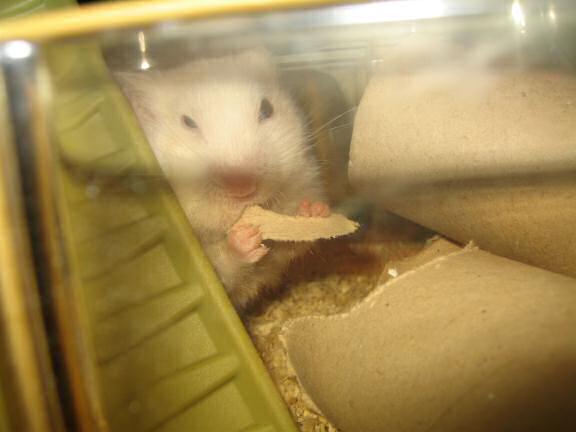 My hamster Lucy killing a TP-roll.