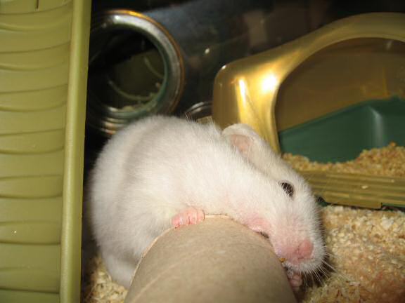 My hamster Lucy killing a TP-roll.