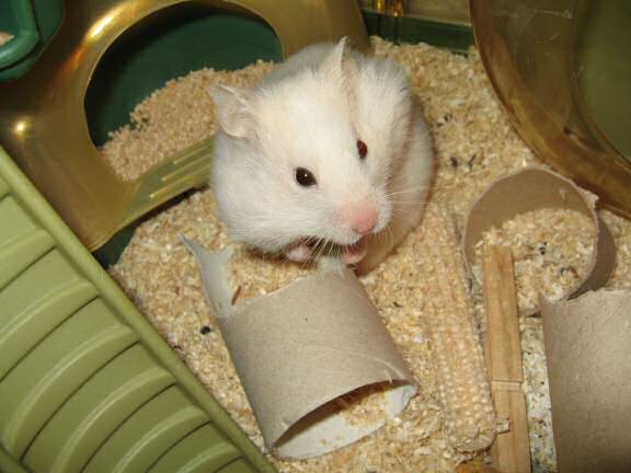 My hamster Lucy, wishing you a Happy New Year!