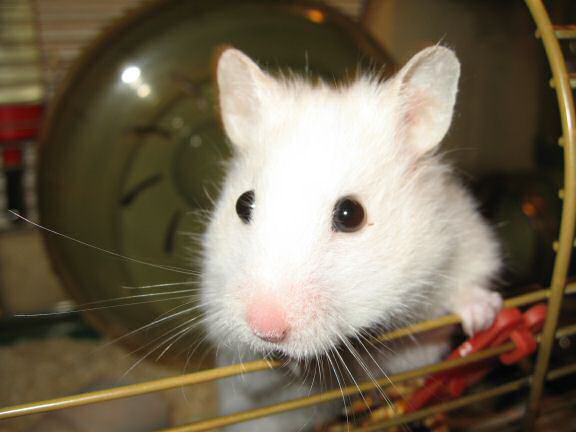 My hamster Lucy, letting me know she wants out of her cage.
