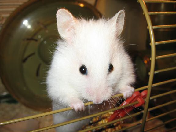 My hamster Lucy, letting me know she wants out of her cage.