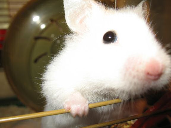 My hamster Lucy, letting me know she wants out of her cage.
