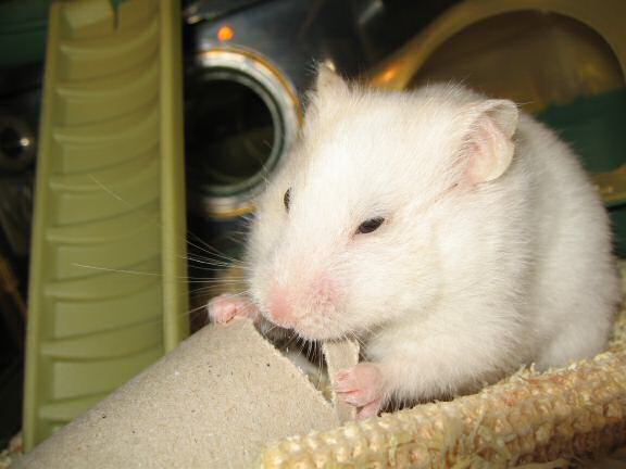 My hamster Lucy workin' really hard on a TP-roll