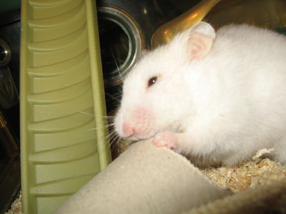 My hamster Lucy workin' really hard on a TP-roll