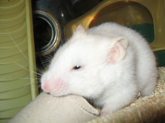 My hamster Lucy workin' really hard on a TP-roll