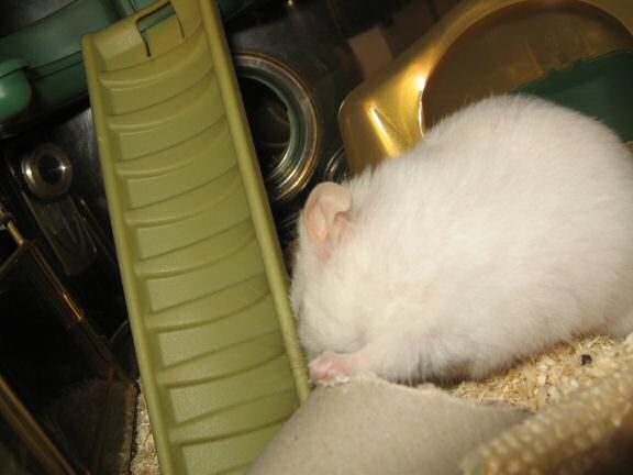 My hamster Lucy workin' really hard on a TP-roll