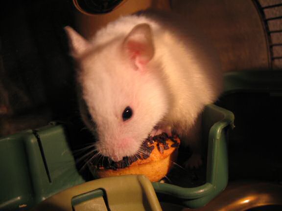 My hamster Lucy checkin' out her first tomato flavoured Donut.